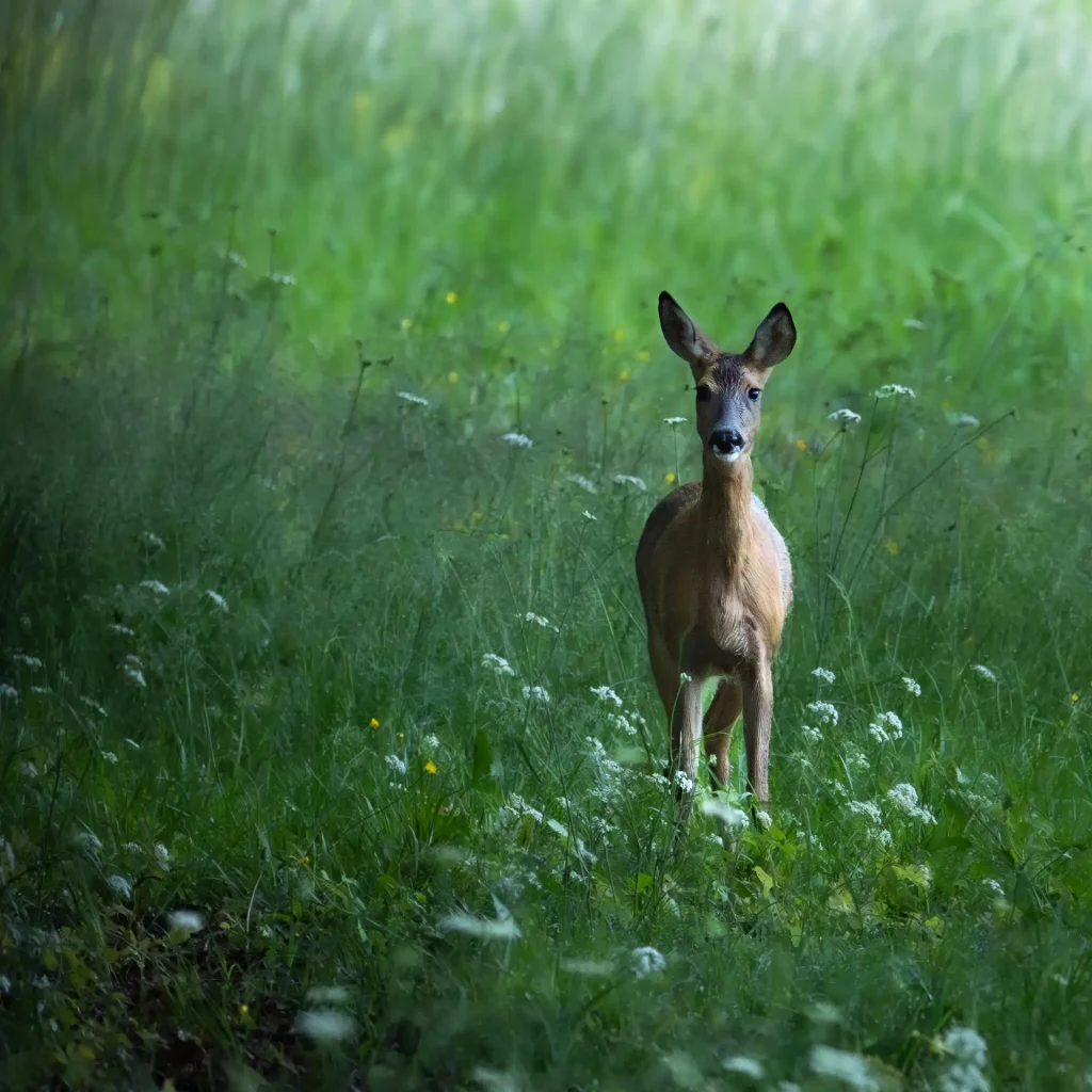 Chevreuil dans les herbes fleuries dans une fraiche journée de printemps, faune sauvage du Tarn Occitanie France.