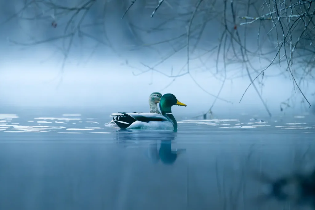 Couple de canards colverts sur un lac brumeux hivernal au petit matin, photographie animalière.