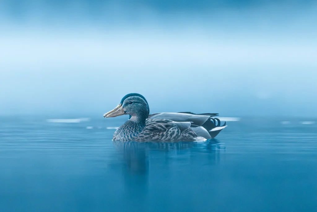 Canard colvert femelle sur lac brumeux avec un mâle juste derrière, photographie animalière, Tarn, Occitanie, France.