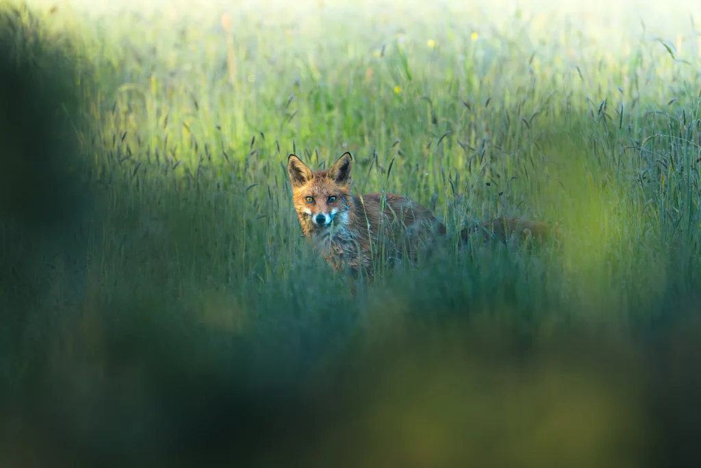 Renard roux dans les herbes au lever du soleil, Tarn Occitanie France.